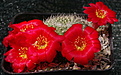 Rebutia senilis MN22