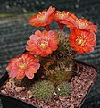 Rebutia buiningiana WR511