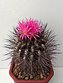 Neoporteria villosa