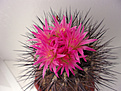 Neoporteria villosa