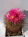 Neoporteria multicolor