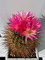 Neoporteria multicolor