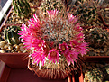 Mammillaria rekoi ssp. leptacantha