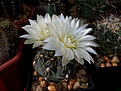 Gymnocalycium amerhauseri
v. altagraciense STO 223