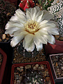 Gymnocalycium andreae
v. grandiflorum GN 1051