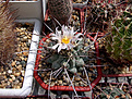 Thelocactus rinconensis