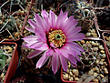 Echinocereus fitchii SB 861