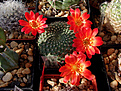 Rebutia senilis "grandiflora" W 63