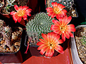 Rebutia senilis "grandiflora" W 63