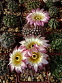 Notocactus rutilans