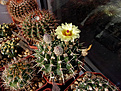 Notocactus submammulosus