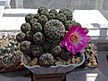 Sulcorebutia rauschii