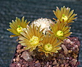 Echinocereus carmensis SB1476