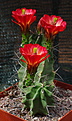 Echinocereus coccineus v.paucispinus Manzano Mnts, NM