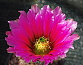 Echinocereus fendleri