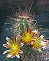 Echinocereus mapimaensis