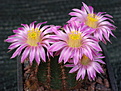 Echinocereus pulchellus weinbergii