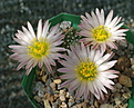 Echinocereus pulchellus sharpii MK38.27