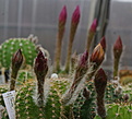 Echinopsis hybr