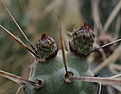 Tephrocactus articulatus cv.