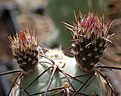 Tephrocactus alexanderi v geometricus