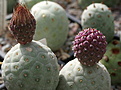 Tephrocactus alexanderi v geometricus