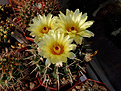 Notocactus submammulosus