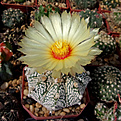 Astrophytum hybr. CAPхSK (A. capricorne v. minor х A. asterias cv. Super Kabuto)