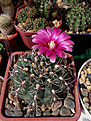 Gymnocalycium baldianum