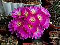 Sulcorebutia mentosa HS 104