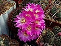 Sulcorebutia mentosa HS 104