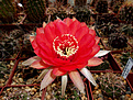 Echinopsis 8 2004 x Echinopsis Herbert Bariel №2