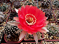 Echinopsis 8 2004 x Echinopsis Herbert Bariel №2