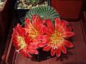 Rebutia senilis "grandiflora" W 63