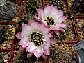 Lobivia jajoiana cv. Anemone