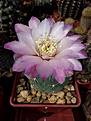 Gymnocalycium uebelmannianum
TH 97-335