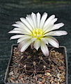 Gymnocalycium gibbosum nobile Sierra Ventana