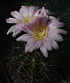 Gymnocalycium achirasense GN 91-341/1157