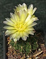 Gymnocalycium achirasense v.orientale F1  'limonengelb'