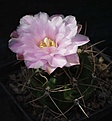 Gymnocalycium achirasense v. villamersedense VG 703