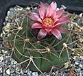 Gymnocalycium mazanense GC27.02