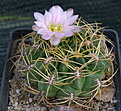 Gymnocalycium monvillei