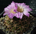 Gymnocalycium monvillei aff TOM09-353/1