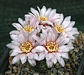 Gymnocalycium papaschii GN4190