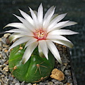 Gymnocalycium paraguayense P453