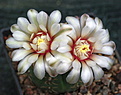 Gymnocalycium stellatum VG-351