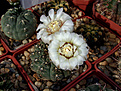 Gymnocalycium stellatum v. zantnerianum