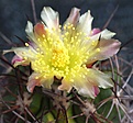 Copiapoa multicolor KK1394