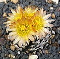 Copiapoa tenuissima FR539