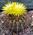 Islaya islayensis v.copiapoides "chalaensis"